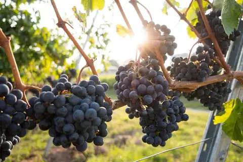 Découverte des vins de Bourgogne